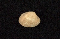 藏品(小眼花簾蛤)的圖片